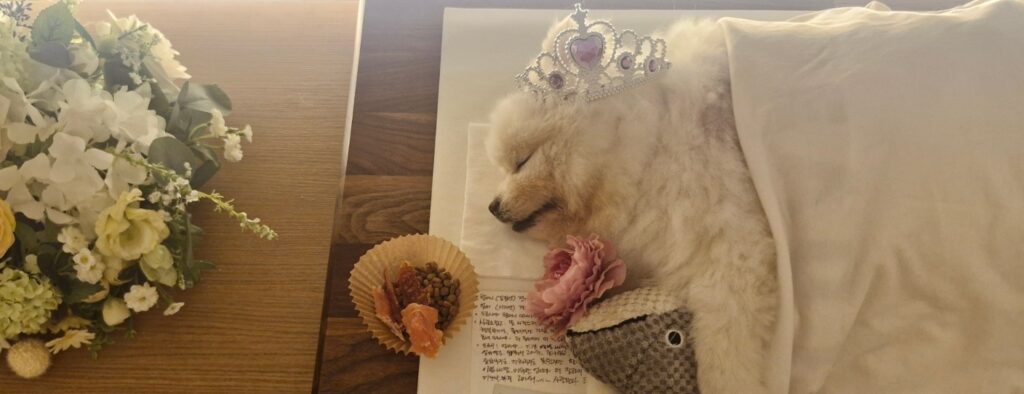 White Pomeranian Dorothy resting peacefully surrounded by flowers at her funeral