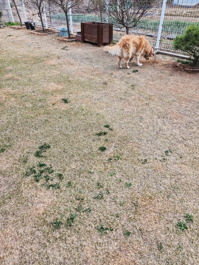 마당의 잡초와, 리트리버