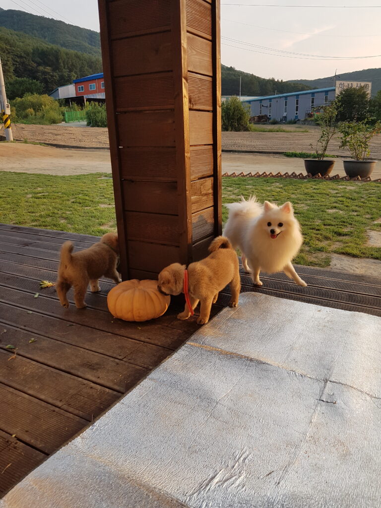 The leader Dorothy playing and running with young puppies in the yard