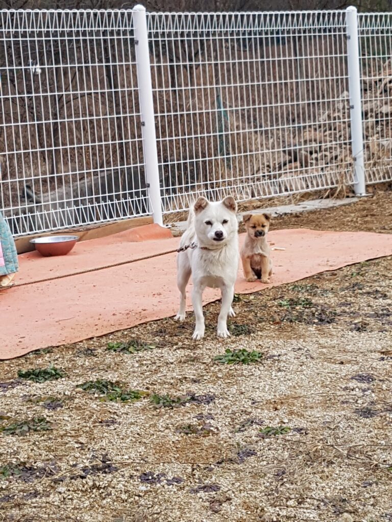 Kkotnimi and her daughter Jenny exploring the safe backyard of Paju Paradise shortly after their rescue.