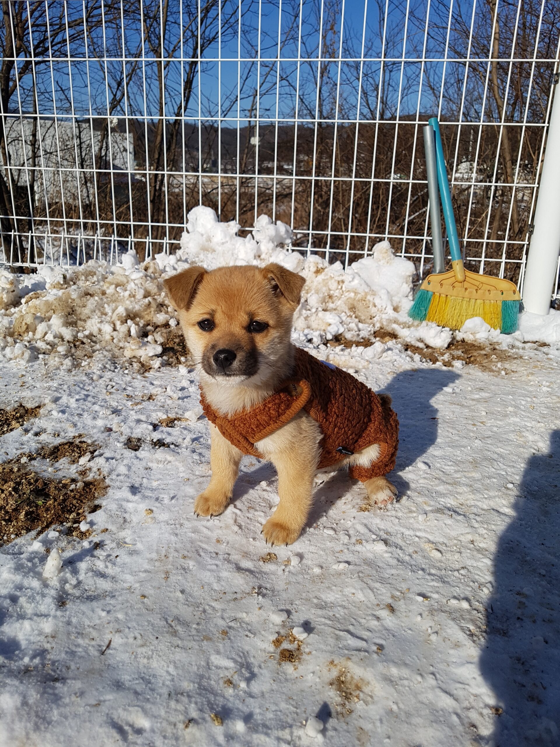 Jenny wearing a cute sweater with a star pattern, showing her transition from a stray to a cherished family member.