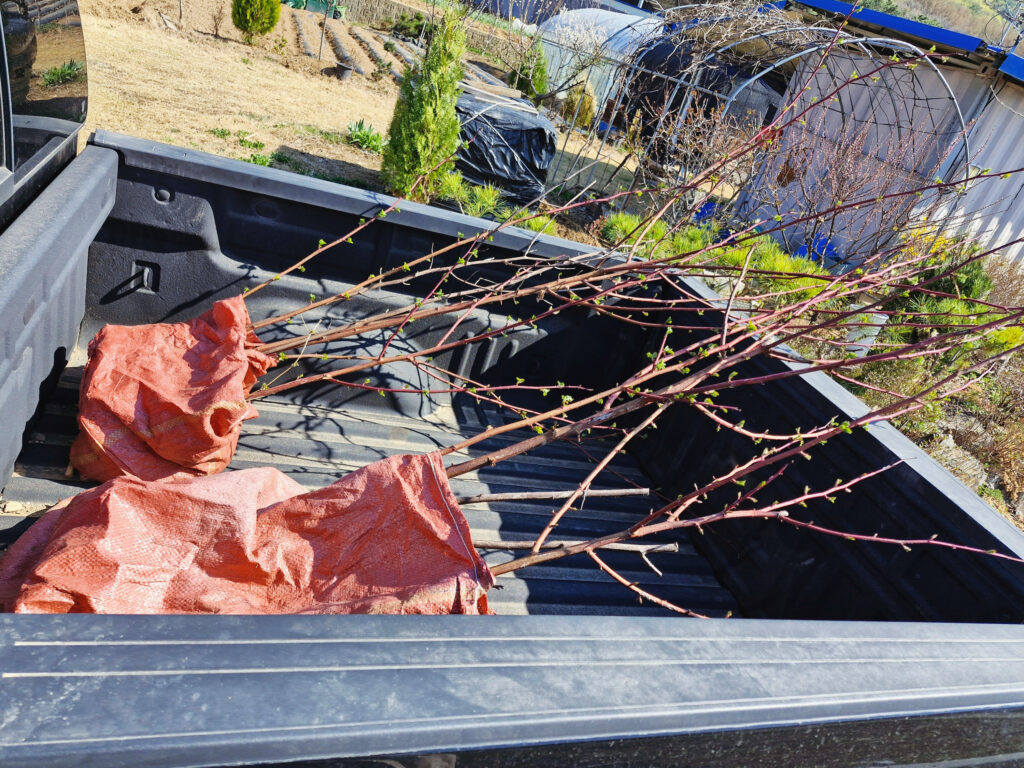 Loading bundles of 3-year-old raspberry canes onto the back of a pickup truck for transport