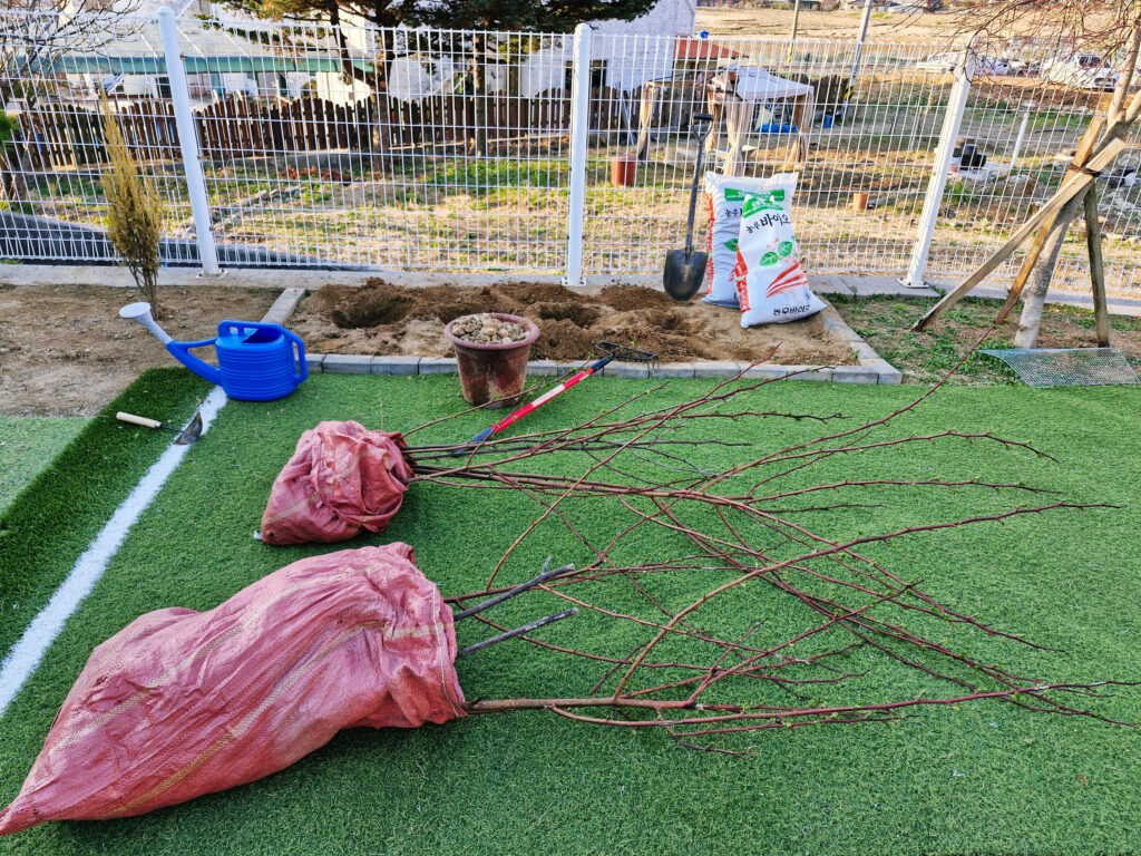 Full view of the healthy branching structure of an established raspberry plant stock