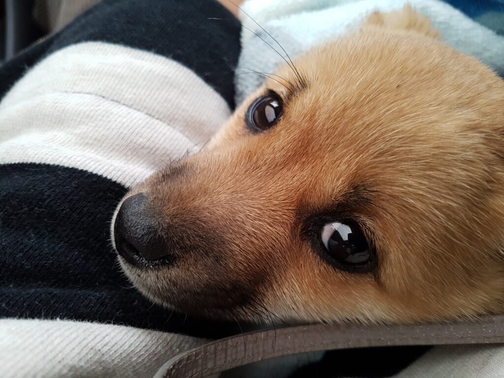 Rescued puppy Jenny looking up at her mother Kkotnimi for comfort and security in their new home.