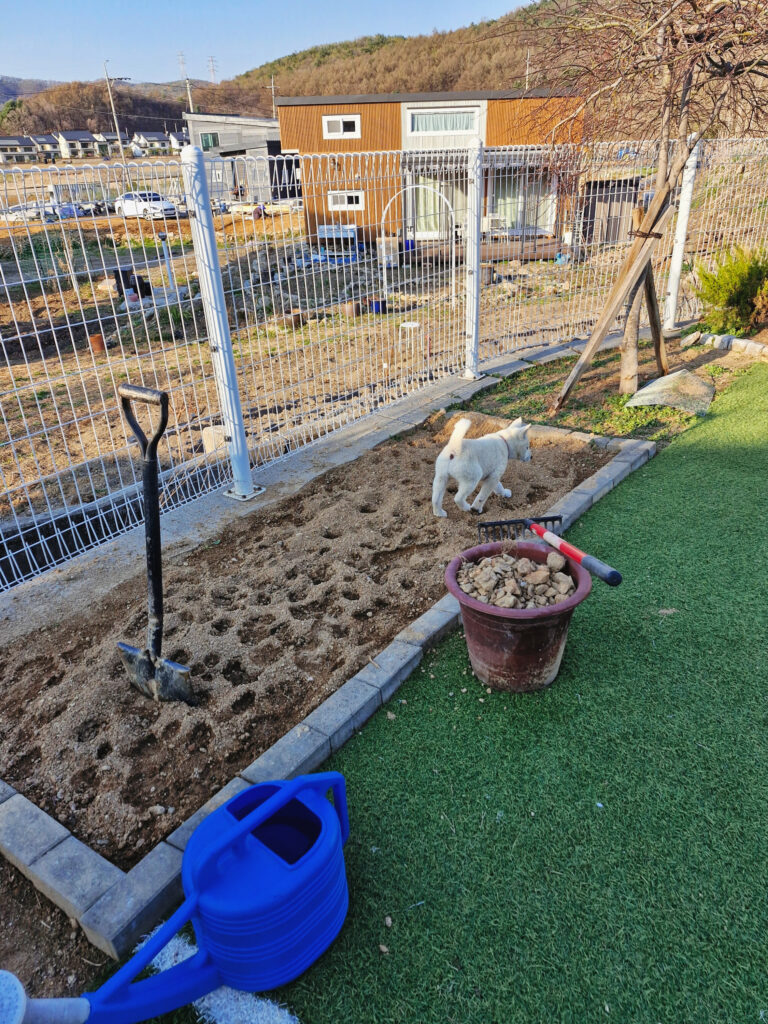 Curious puppy watching the process of planting Raspberries