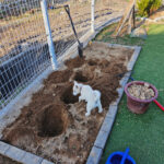 Curious puppy watching the process of planting Raspberries