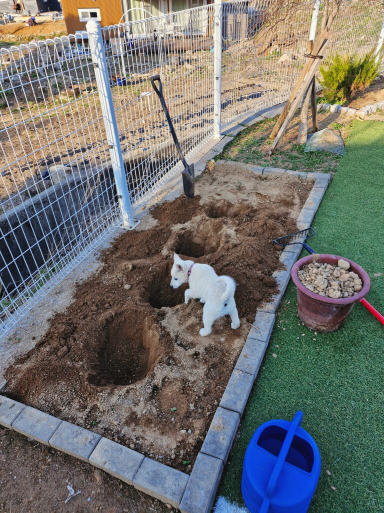 The curious puppy jumping inside the newly dug planting hole, turning work into playtime