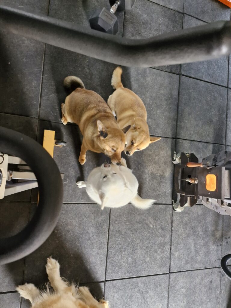 The Deokgu family—Deokgu, Kkotnimi, and Jenny—together as a complete and reunited family unit.