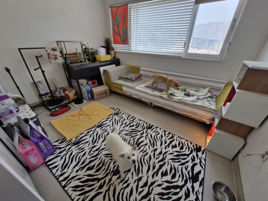 Kkotnimi and Jenny relaxing in their own dedicated room inside the house, treated like royalty after their rescue.