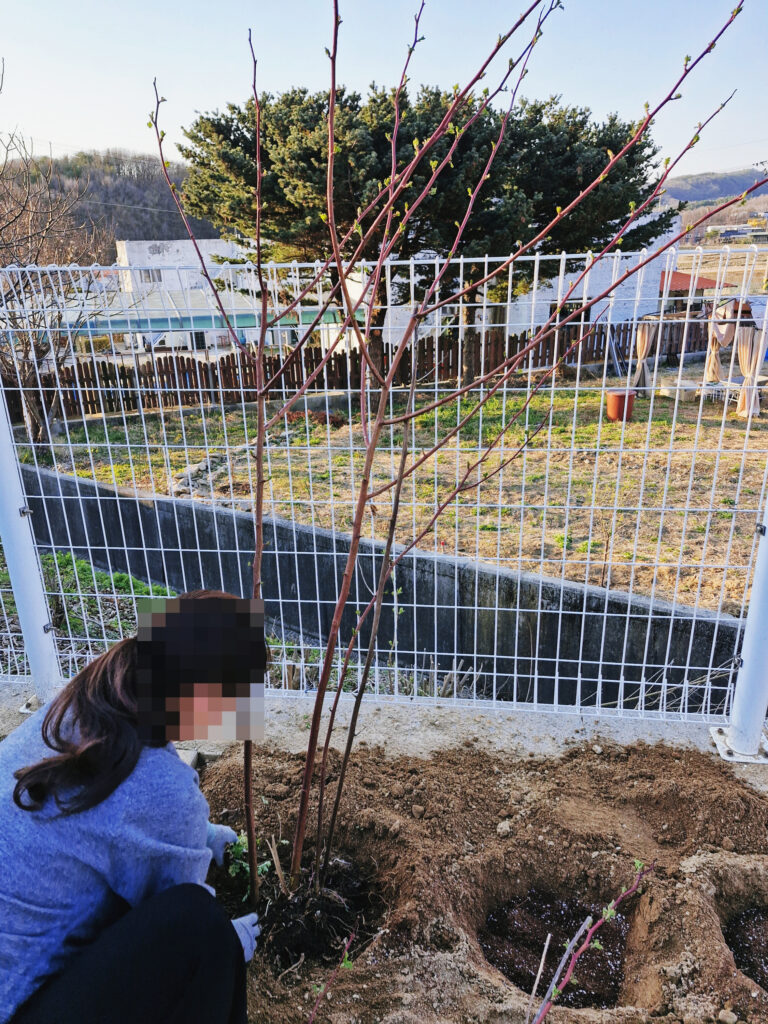 Raspberries: Planting 3-year-old canes in the backyard