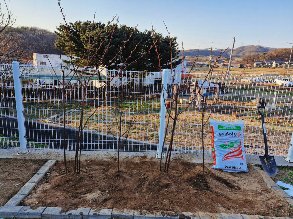 파주 전원주택 마당에 산딸기 묘목 식재를 모두 마친 전경