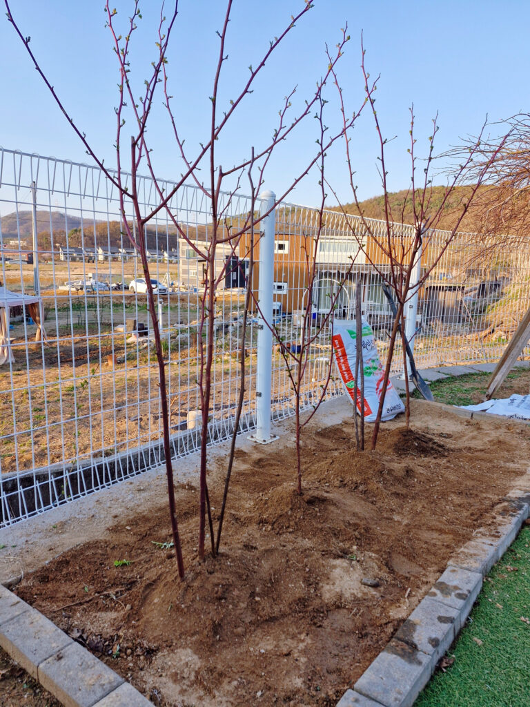 마당 펜스를 따라 일정한 간격으로 식재 완료된 산딸기 나무