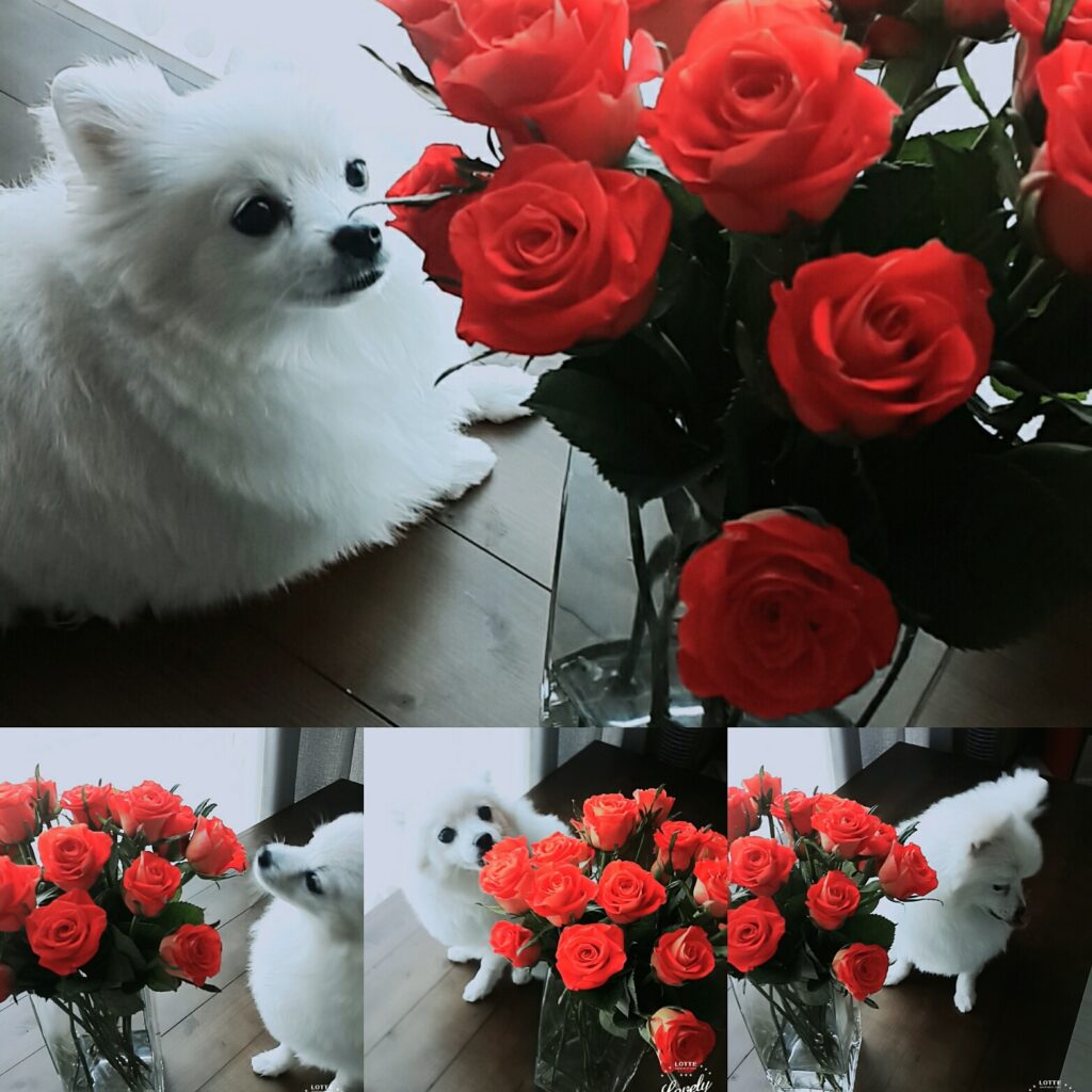 가득 핀 빨간 장미꽃 향기를 맡고 있는 하얀 포메라니안 도로시