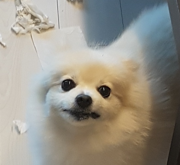 A naughty white Pomeranian Dorothy sitting in a mess of toilet paper with a sassy smirk