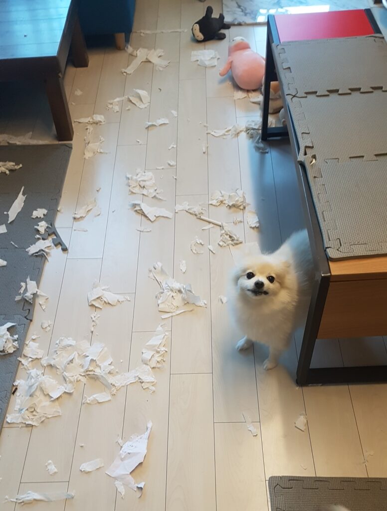 A living room filled with shredded toilet paper and Dorothy the Pomeranian sitting in the middle of the mess