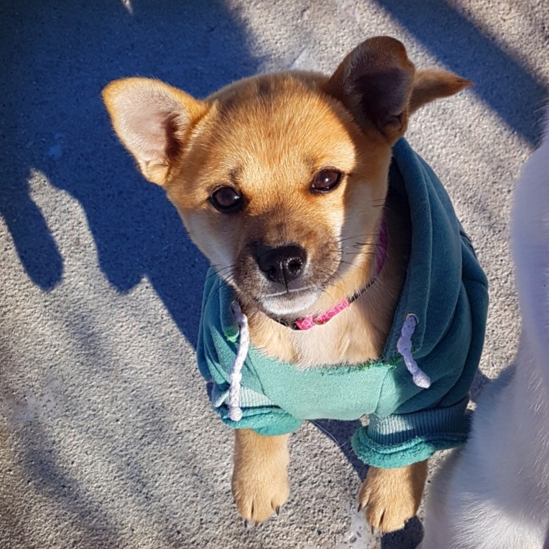 Jenny looking stylish in a mint-colored hoodie, enjoying her comfortable indoor life as a beloved pet.