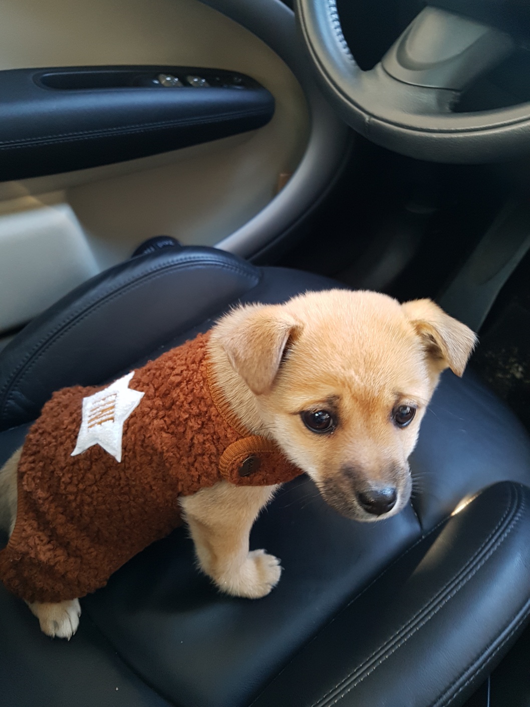 Jenny sitting calmly inside a car, looking out the window during a family outing with her owners.