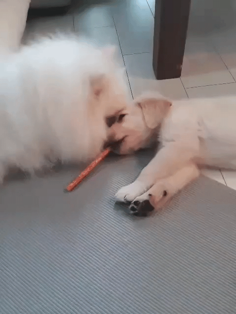 White Pomeranian Dorothy gently licking and grooming Golden Retriever Loki's face