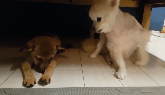The pack leader Dorothy grooming and showing motherly love to Deok-gu the mixed-breed dog