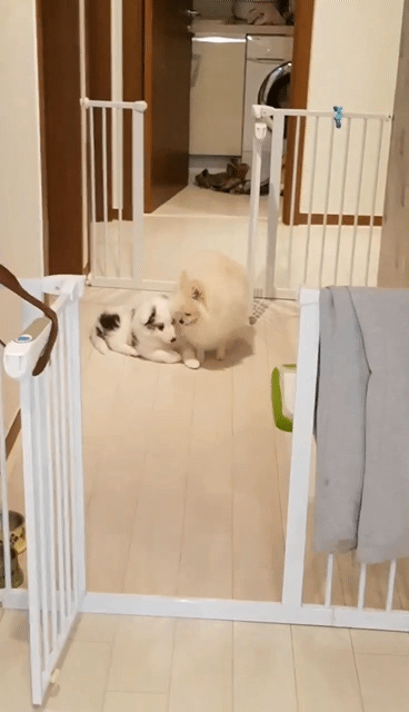 Dorothy the Pomeranian showing care and affection by grooming her Sheltie brother Leo