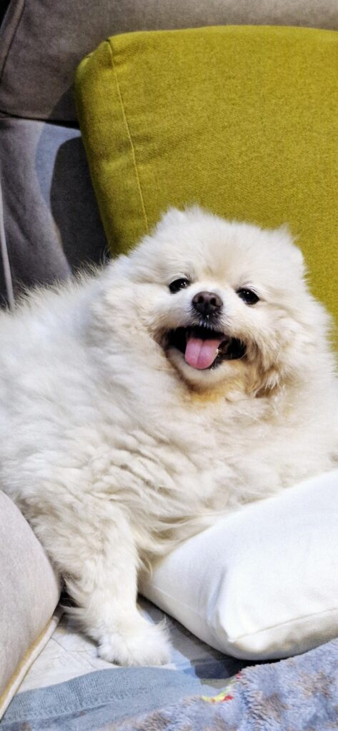 10년의 세월이 담긴 하얀 포메라니안 도로시의 아기 강아지 사진