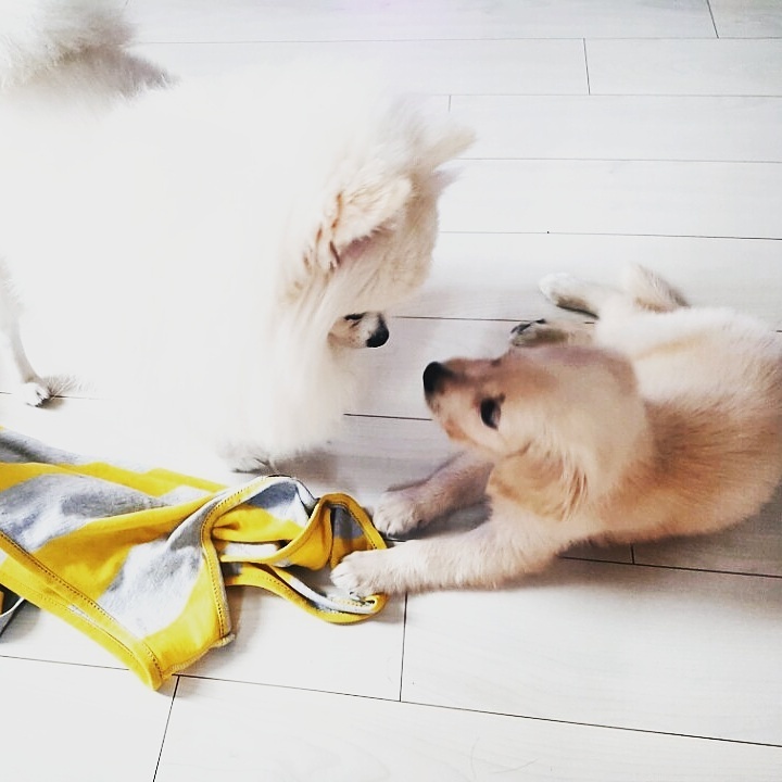 Dorothy carefully watching over and welcoming baby Golden Retriever Loki