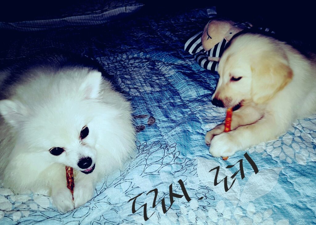 Dorothy and Golden Retriever Loki happily enjoying their favorite treats together