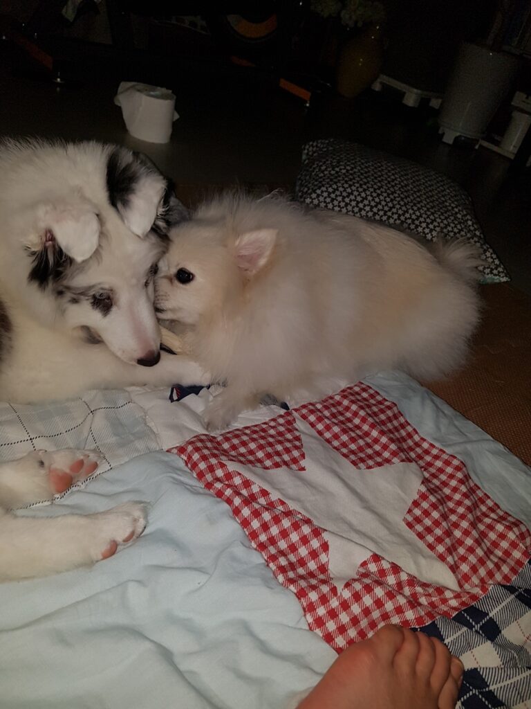 Dorothy the Pomeranian taking care of her younger brother Leo the Sheltie