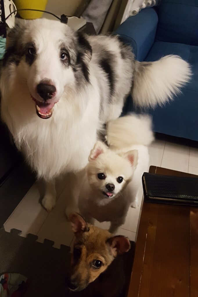 Leo, Dorothy, and Deok-gu gazing lovingly at their owner in the living room