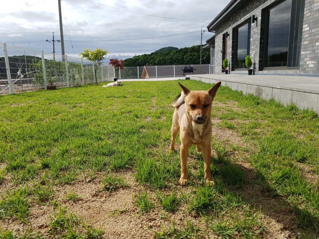 Deokgu as a fully grown adult dog standing proudly in the garden of his new home in Paju.