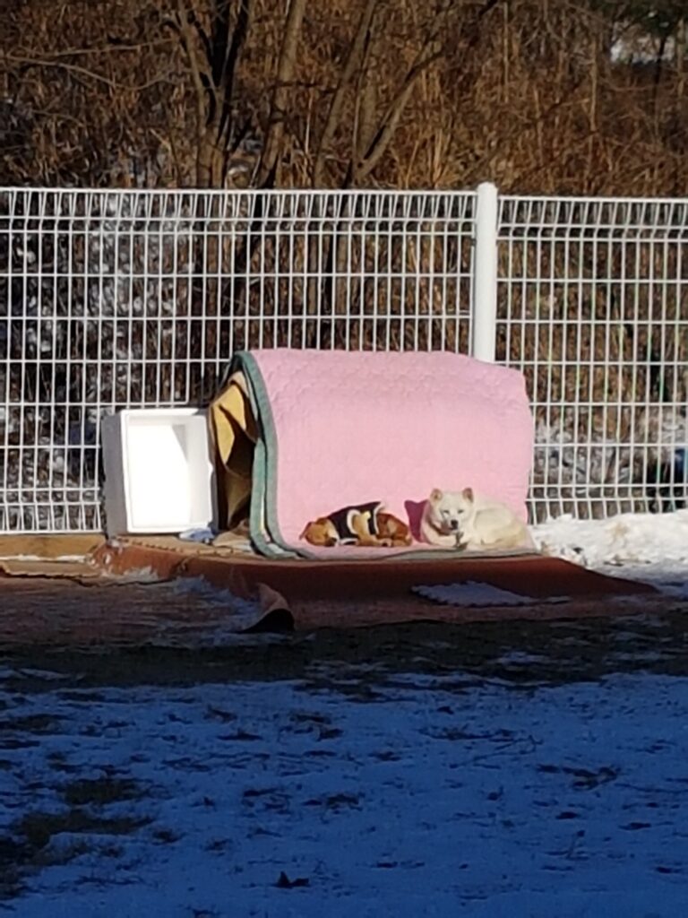 Kkotnimi and Jenny taking a nap together under the warm winter sunlight in their Paju backyard.