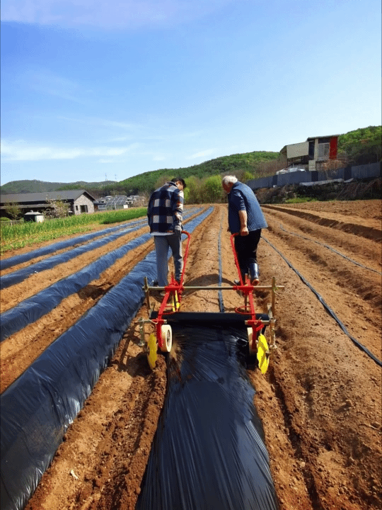 Working with father to cover the red pepper field with plastic mulch.