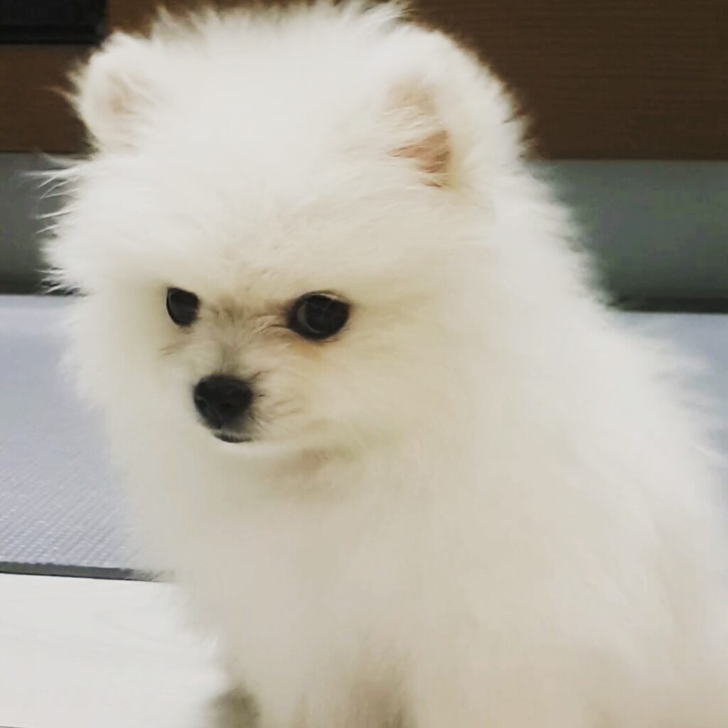 도도한 표정이 매력적인 아기 포메라니안 도로시의 강아지 시절 모습
