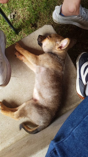 Baby Deokgu taking a peaceful nap on the grass in the backyard during his early puppy days.