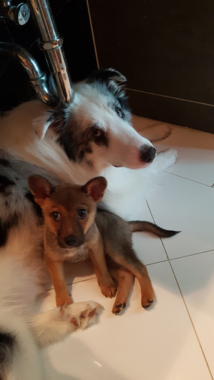 Young Deokgu sitting closely next to his golden retriever brother Leo, staring curiously at the camera.