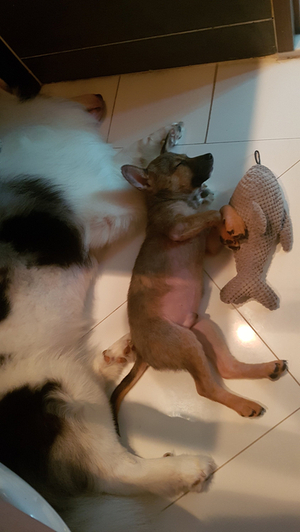 Deokgu the Shiba Inu mix curled up and sleeping soundly against his big brother Leo in the living room.