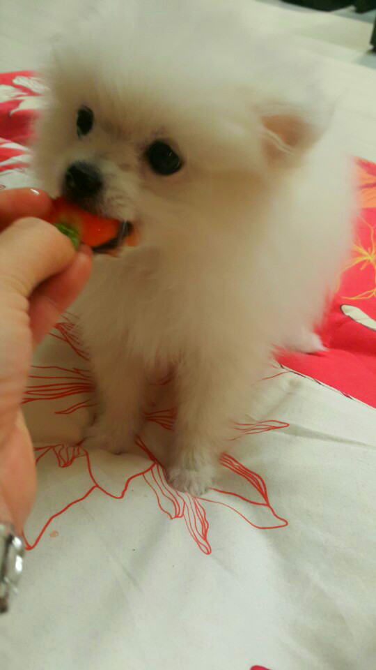 신선한 딸기를 맛있게 먹고 있는 포메라니안 도로시의 소중한 추억