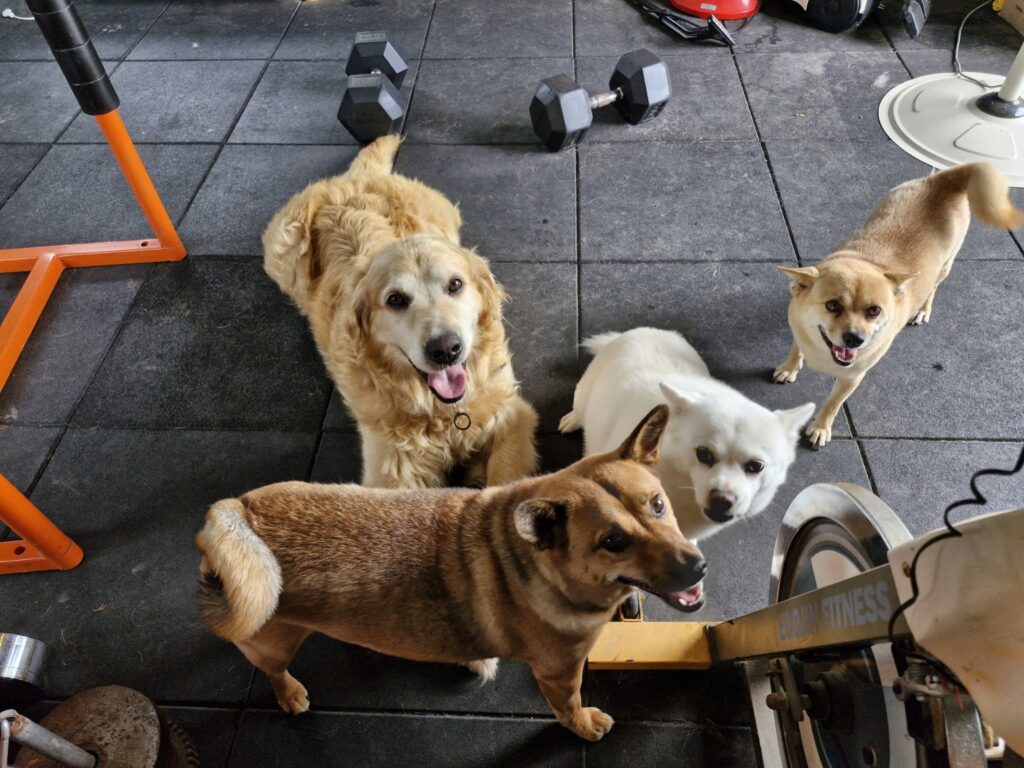 A group shot of Dorothy, Deokgu, Jenny, and Kkotnimi, the beloved canine residents of the Paju Paradise blog.