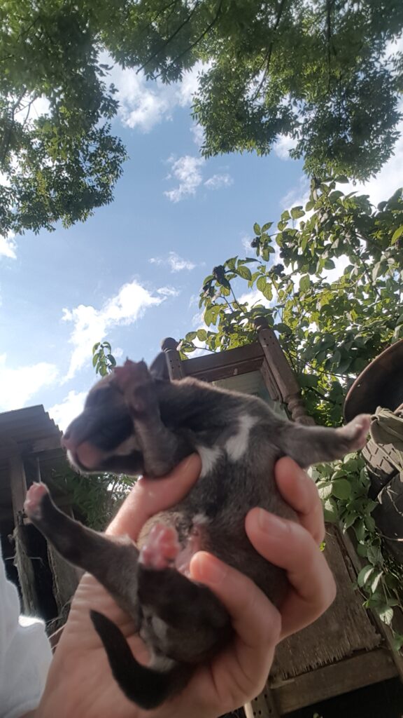 Tiny rescue puppy Jenny, small enough to fit in a palm, showing her fragile but resilient state after rescue.