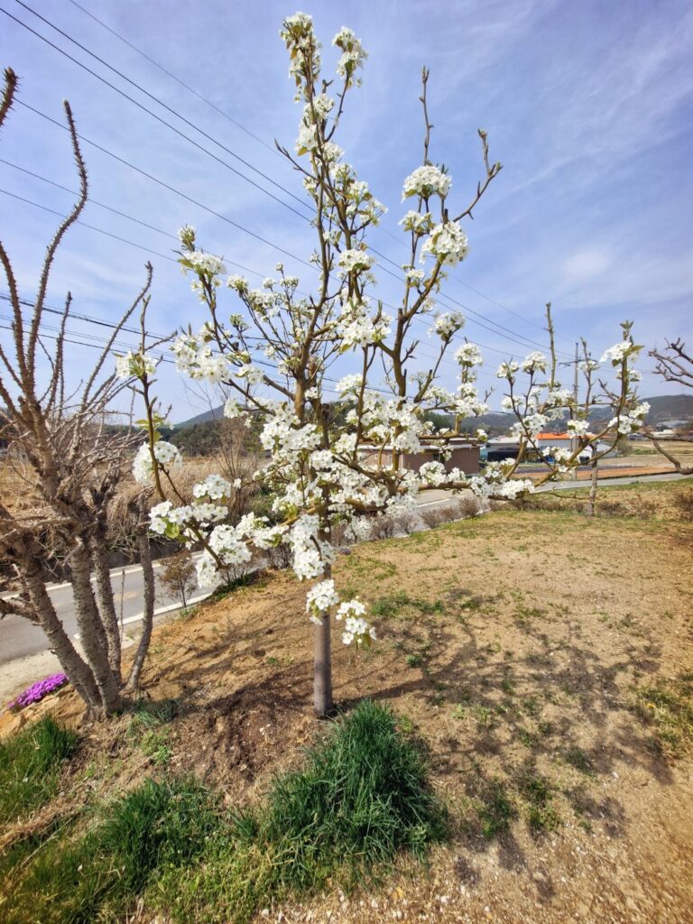 A healthy pear tree standing in a different part of the orchard.
