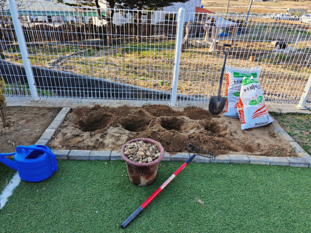 A freshly dug, wide planting hole in the garden bed, prepared with loose soil for a raspberry cane