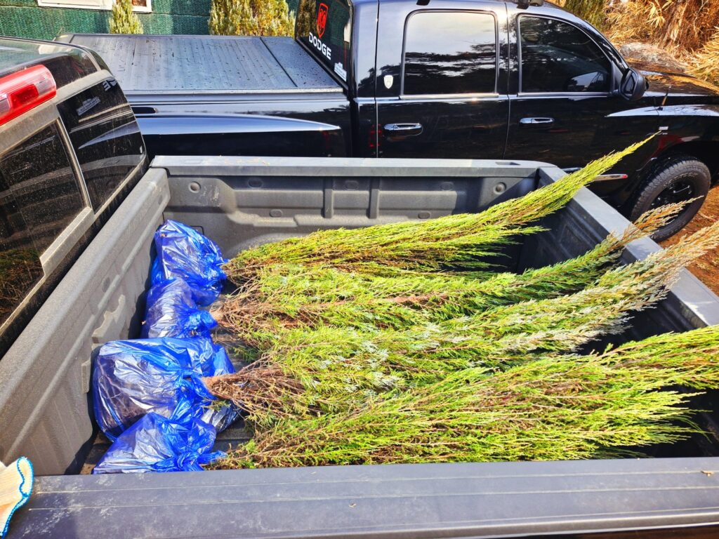 Several Blue Arrow trees ready for planting in a pickup truck bed.