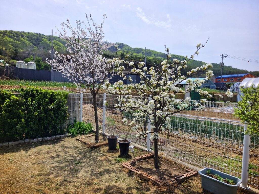 A blooming cherry blossom tree next to a pear tree after 5 years.