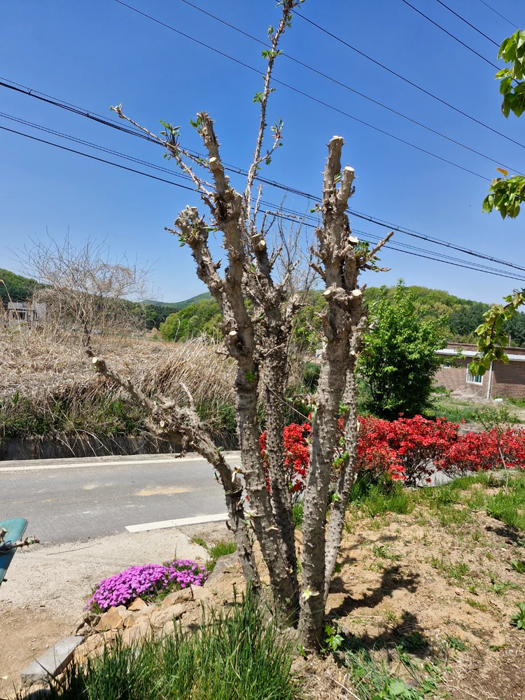 엄나무 제거 완료 후 정리된 마당 모습