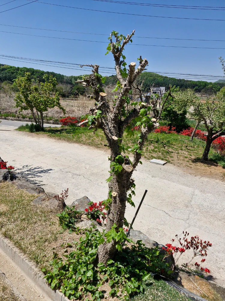 엄나무 제거 완료 후 정리된 마당 모습