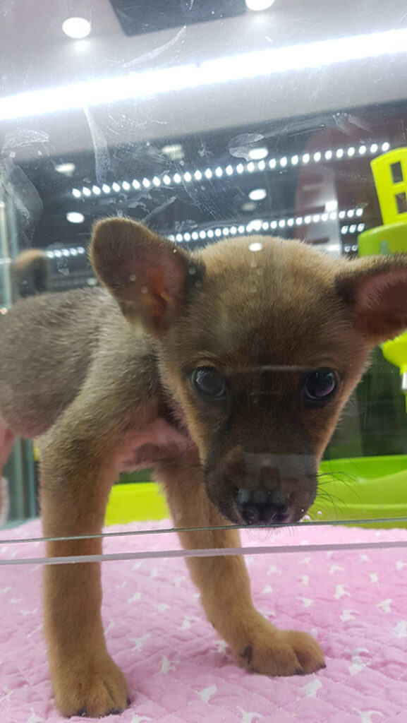 펫샵 ‘시바견 사기’로 데려온 강아지