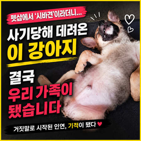 사기당해 데려온 강아지. 임덕구