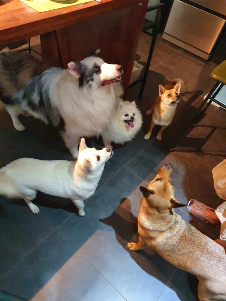 엄마만 바라보는 우리집 강아지들
도로시,레오,덕구,꽃님이,제니