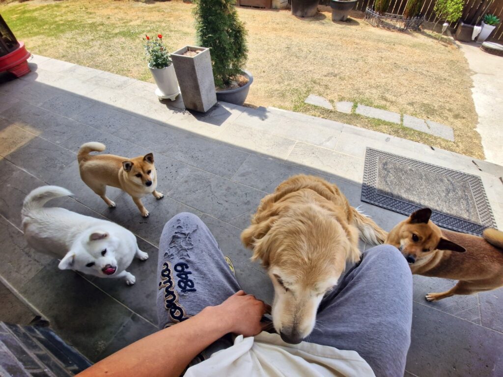 Rocky, Deokgu, Jenny, and Kkotnimi playing together in the yard.