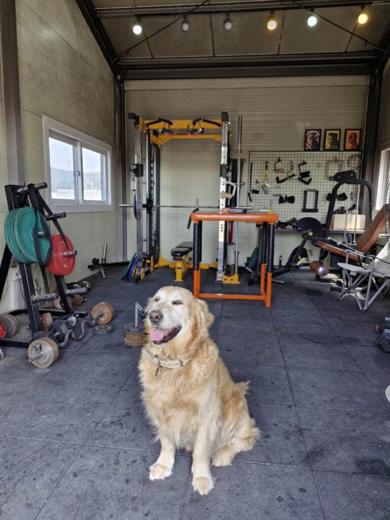 Rocky the Golden Retriever in the warehouse.